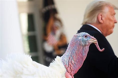 特朗普在2018年对火鸡开的玩笑，2020年在自己身上应验？ - 国际日报