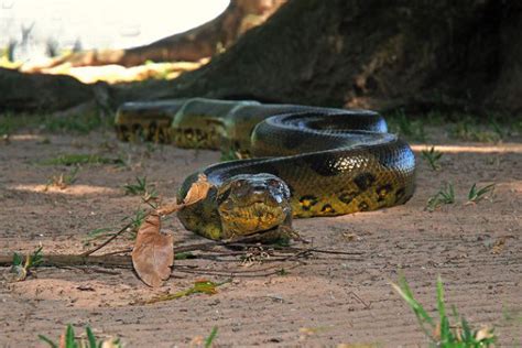 中国最吓人的一条巨蛇：眼镜王蛇(长度五米毒性极强)_奇趣解密网