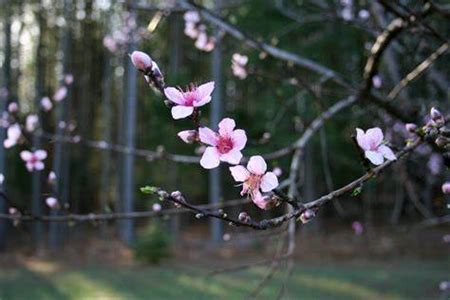 桃树的种植方法 桃树种植注意事项 - 装修保障网