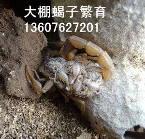 【蝎子养殖技术】蝎子吃什么食物蝎子吃什么东西_蝎子养殖网