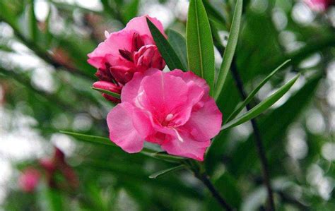 有毒的那种花叫什么（3种全年开花的植物，它们是"毒花"，因为花漂亮，还是有人养它） | 说明书网