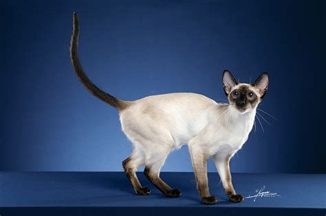 暹罗猫|摄影|宠物摄影|AMYWORKS赛猫摄影 - 原创作品 - 站酷 (ZCOOL)