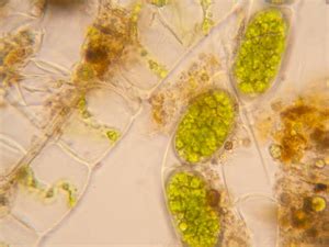 藻类,植物细胞,放大效果,科学探索,显微镜,光显微图,池塘生物,大规模的放大,显微图片,选择对焦摄影素材,汇图网www.huitu.com