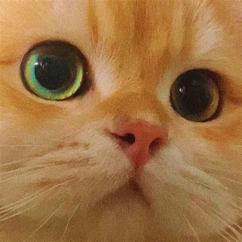 非主流眼线猫咪头像