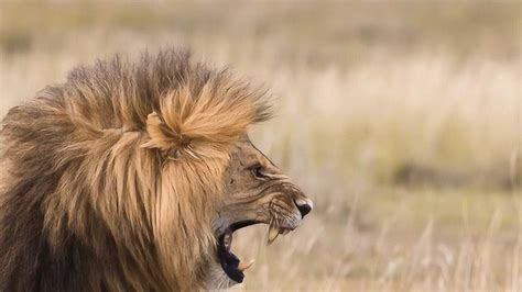 狮子视频大集合：狮子的怒吼