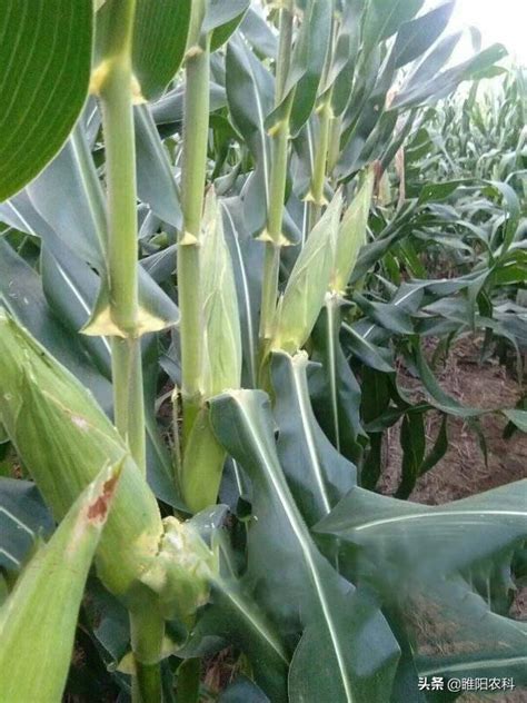 这个超高产、抗倒、抗虫玉米新品种，最高亩产可达2400斤_郁青