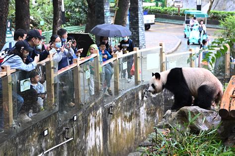 常州淹城野生动物世界大熊猫成小11岁啦！_荔枝网新闻