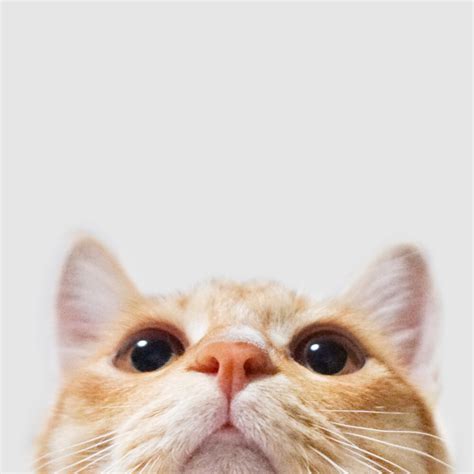 怎么看小猫是宠物金渐层橘猫还是普通家猫?在网上一只活体多少钱? - 尺码通