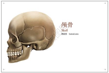 新生儿颅骨解剖示意图-人体解剖图,_医学图库