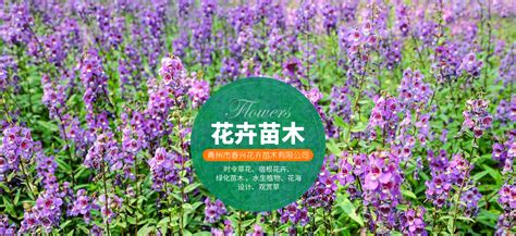 花海景观的设计-青州友成花卉苗木有限公司