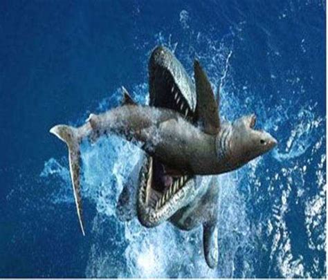 巨齿鲨VS虎鲸，16米的巨齿鲨能否杀死10米的虎鲸，它们谁厉害？