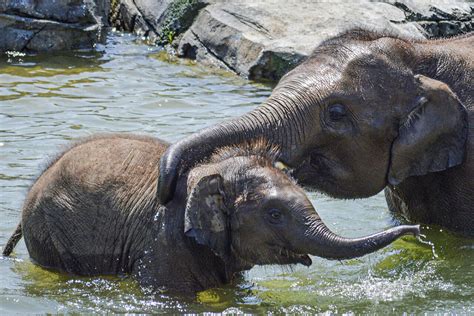 大象在水中玩耍高清摄影大图-千库网