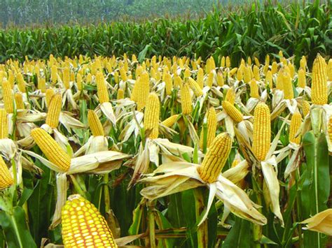 4000亩玉米遭强铲 大量种植转基因玉米危害重大【图】_第一金融网