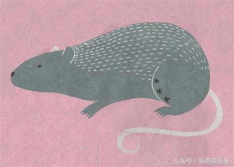 大小鼠与人类的年龄对应关系 - 鼠来宝生物