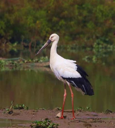 东方白鹳现身西溪，彰显湿地保护成效 - 中国自然保护区生物标本资源共享平台