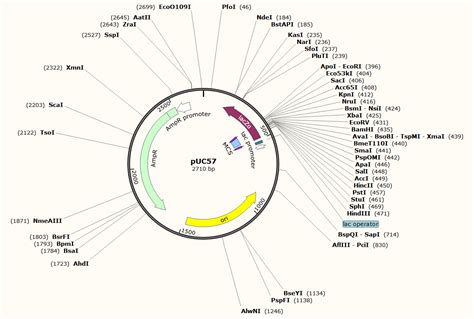 新型隐球酵母U6启动子的鉴定、克隆及功能验证