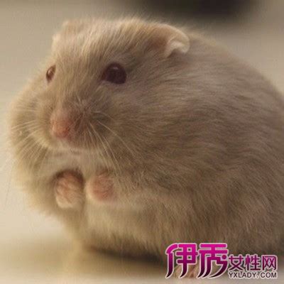 仓鼠公母区分图片