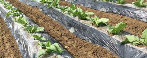 除草黑地膜西瓜地草莓种植专用膜黑色透明黑银色农膜-阿里巴巴
