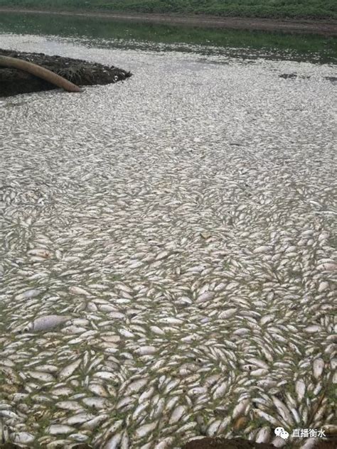 鱼塘大量死鱼怎么处理，水质变差怎么处理-农百科