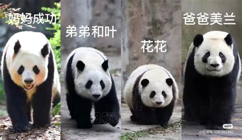 熊猫顶流“花花”被企业认养，我也能实现“大熊猫自由”吗？_凤凰网