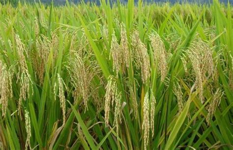 水稻亩产量多少-农百科
