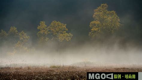 夏季森林中浓的晨雾厚的晨雾在高清图片下载-正版图片505150465-摄图网