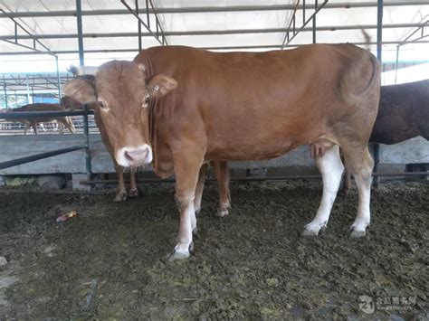 肉牛养殖场批发肉牛犊 西门塔尔牛 鲁西黄牛 小肉牛犊子新价格-阿里巴巴