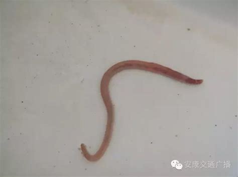 水夹子虫图片