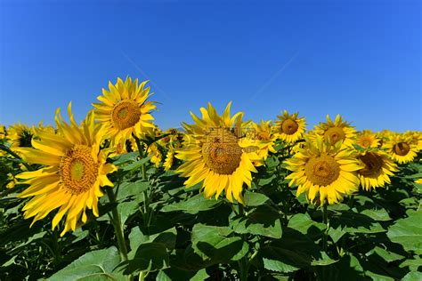 向日葵在什么季节开放 开花的外形和特点描写-江苏长景种业有限公司