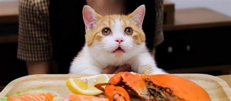 猫真的可以吃生肉吗？需要注意哪些问题_养猫知识__宠物猫网