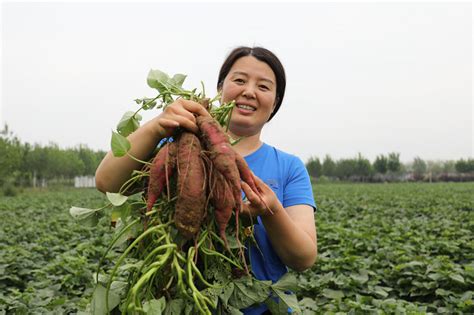河北邱县：“测试”红薯为农民增收“把脉”_手机新浪网