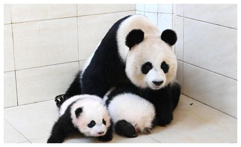 美媒：旅美大熊猫“乐乐”离世，终年25岁|孟菲斯动物园|大熊猫|乐乐_新浪新闻
