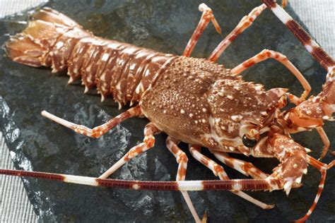 澳洲龙虾多少钱一斤：批发价都要200到400元一斤 - 家务日常 - 懂了笔记