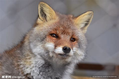 喀纳斯景区一只网红野生狐狸，被发现死在雪地里|狐狸_新浪新闻