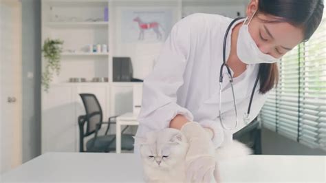 亚洲兽医在预约的兽医诊所检查猫。在宠物医院，专业的女兽医用听诊器站在检查台上工作，对小动物小猫进行检查视频素材_ID ...
