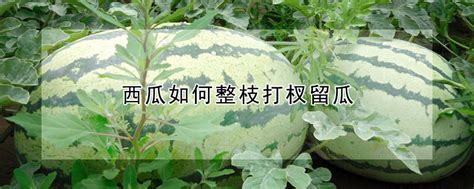 西瓜的种植时间与方法 —【发财农业网】