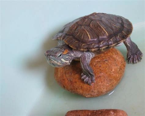 怎样养龟的正确方法（乌龟虽是长寿的，但也要注意饲养管理，乌龟怎么养） | 说明书网