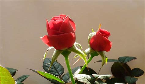 19朵红玫瑰的含义（传递深情，表达爱意，花语解析）_花植网