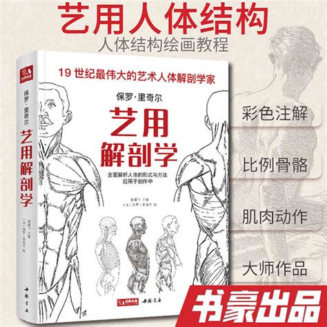 艺用人体结构图图片