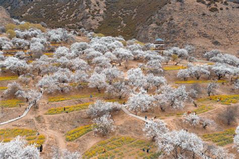 巴宜区大柏树景区,林芝大柏树景区,林芝市大柏树景区位置_大山谷图库