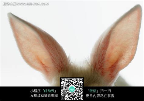 兔子耳朵图片免费下载_红动中国
