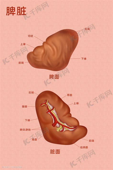 脾脏的位置图图片