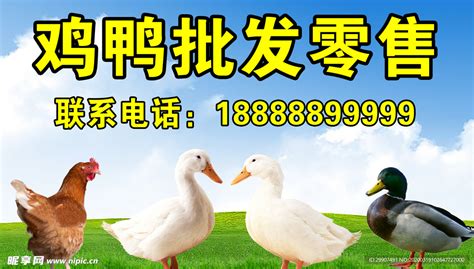 鸡鸭鹅冻货批发设计图__餐饮美食_生活百科_设计图库_昵图网nipic.com
