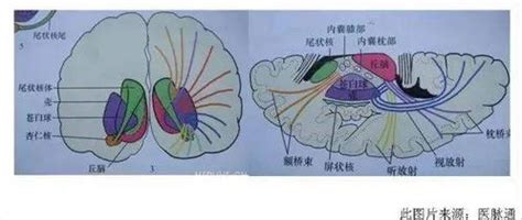医考帮复试题单医学影像学(放射影像学)名词解释Anki中文资源网
