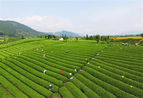 松阳茶叶跨界融合为美丽城镇增色——浙江在线