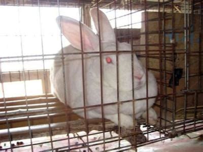 养兔技术｜家兔的配种及繁殖制度_母兔