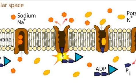 科学网—钠离子层状氧化物材料相变及其对性能的影响 《物理学报》特邀综述 - 张静的博文