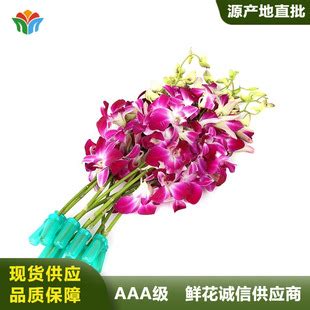 杨兰花图片
