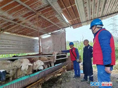 宜宾小尾寒羊养殖基地出售种羊肉羊_黑山羊，小尾寒羊_山东百泰牛羊养殖场（个体经营）