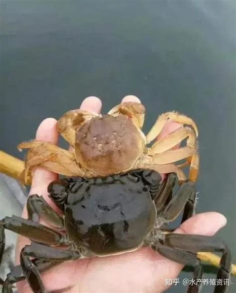 河蟹人工繁殖抱卵蟹的饲养是怎样的,河蟹养殖技术教程 - 品尚生活网